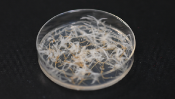 SATIVITRO - Image 3 steps-01