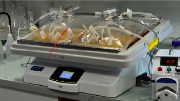 SATIVITRO - Image 3 steps-03